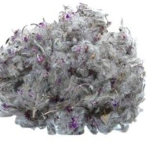 چای کوهی